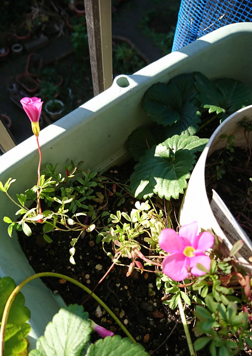 球根の花♪