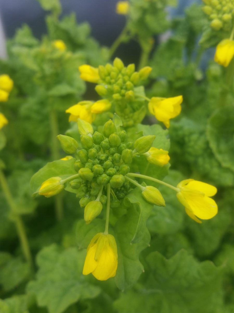 黄色い花を見ると、春が近づいたかなと…。