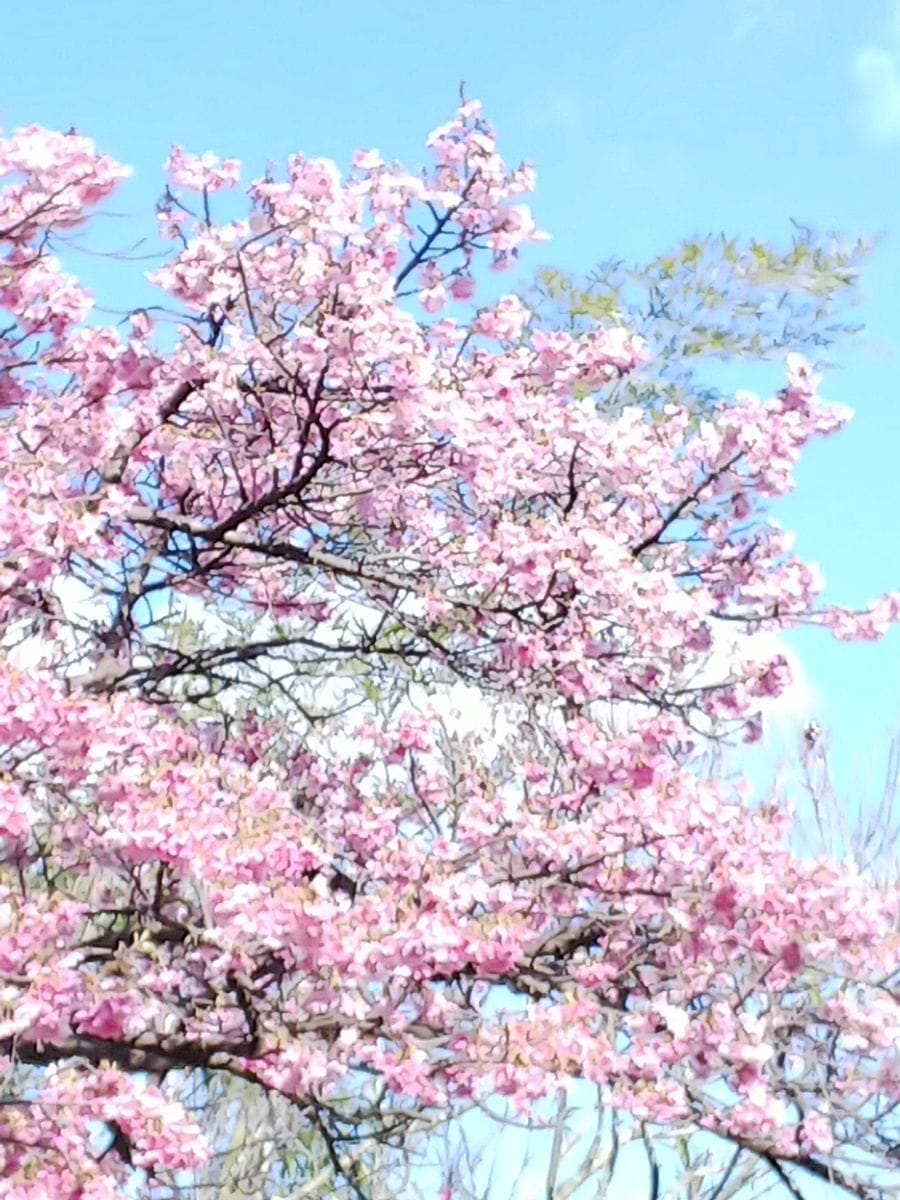 早咲きの桜🌸