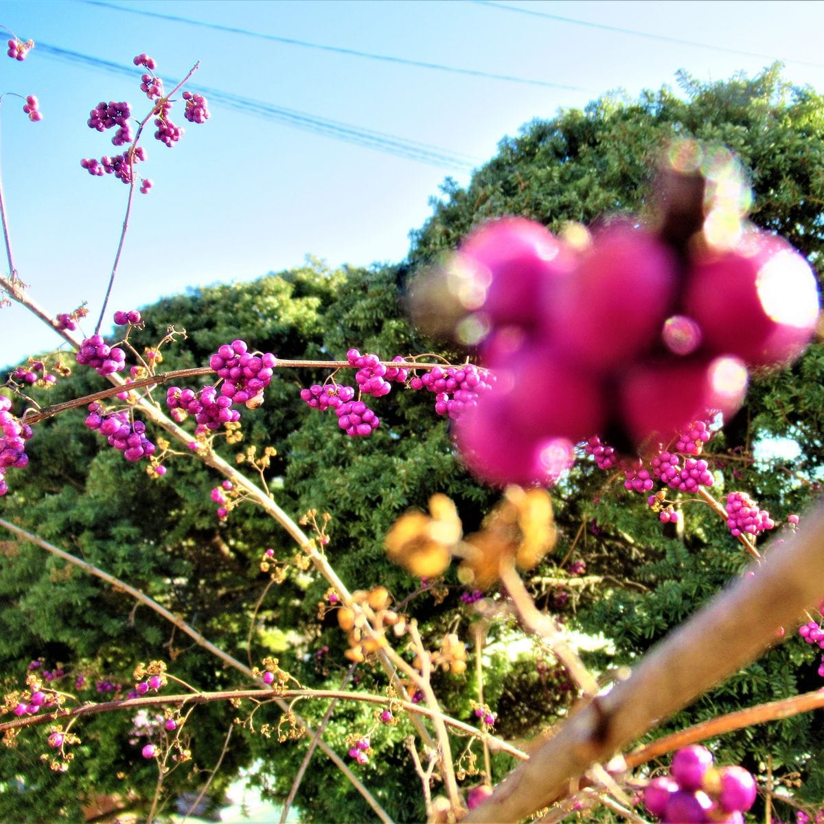 今日の庭の景色です。☆❣