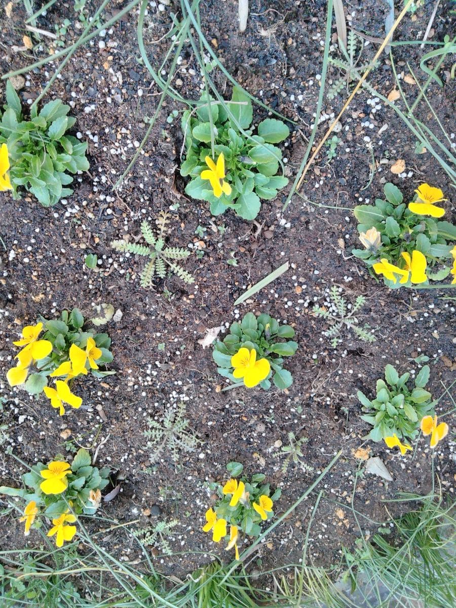 シクラメンの生花