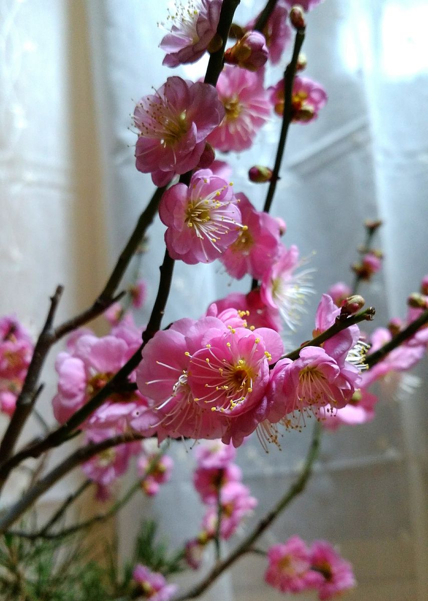 💕梅の花💕満開になりました⤴