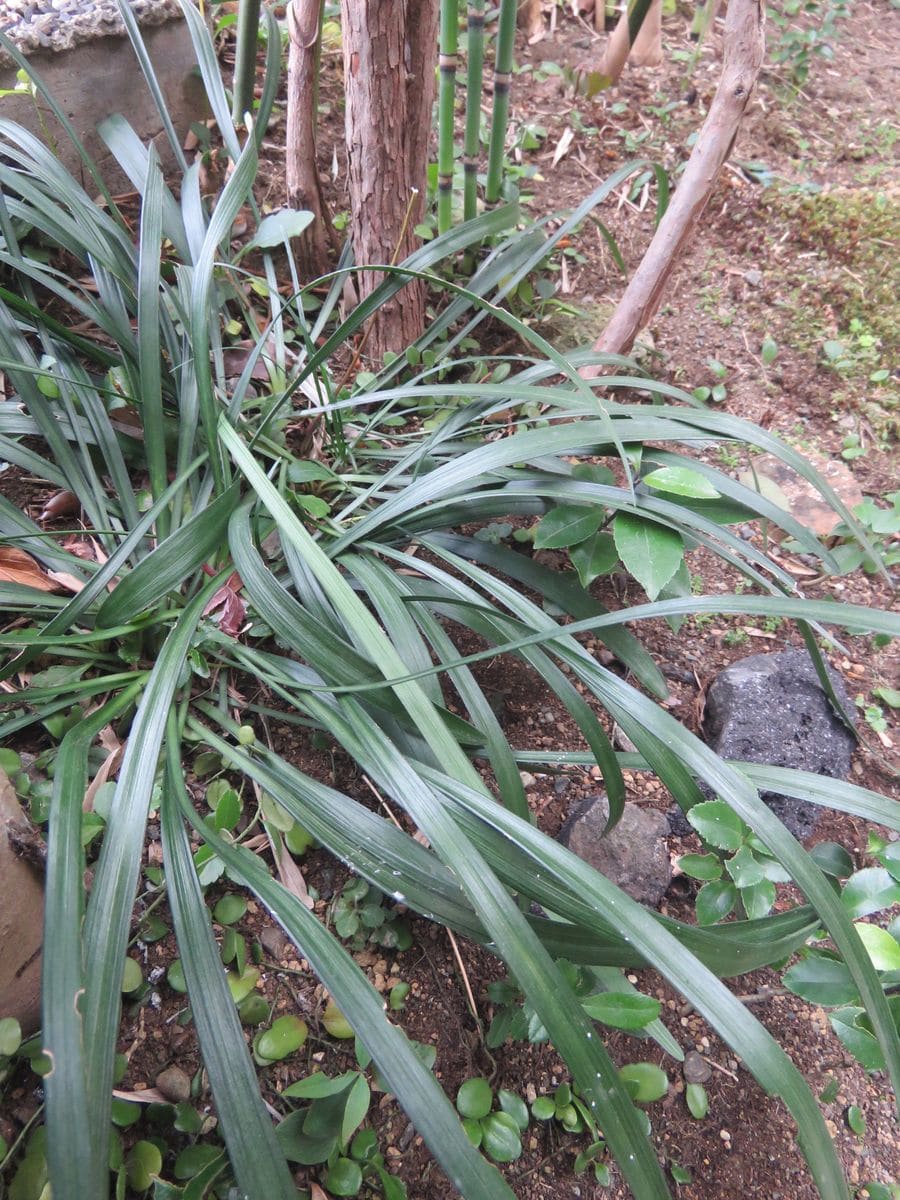 苔庭・冬なお青い植物