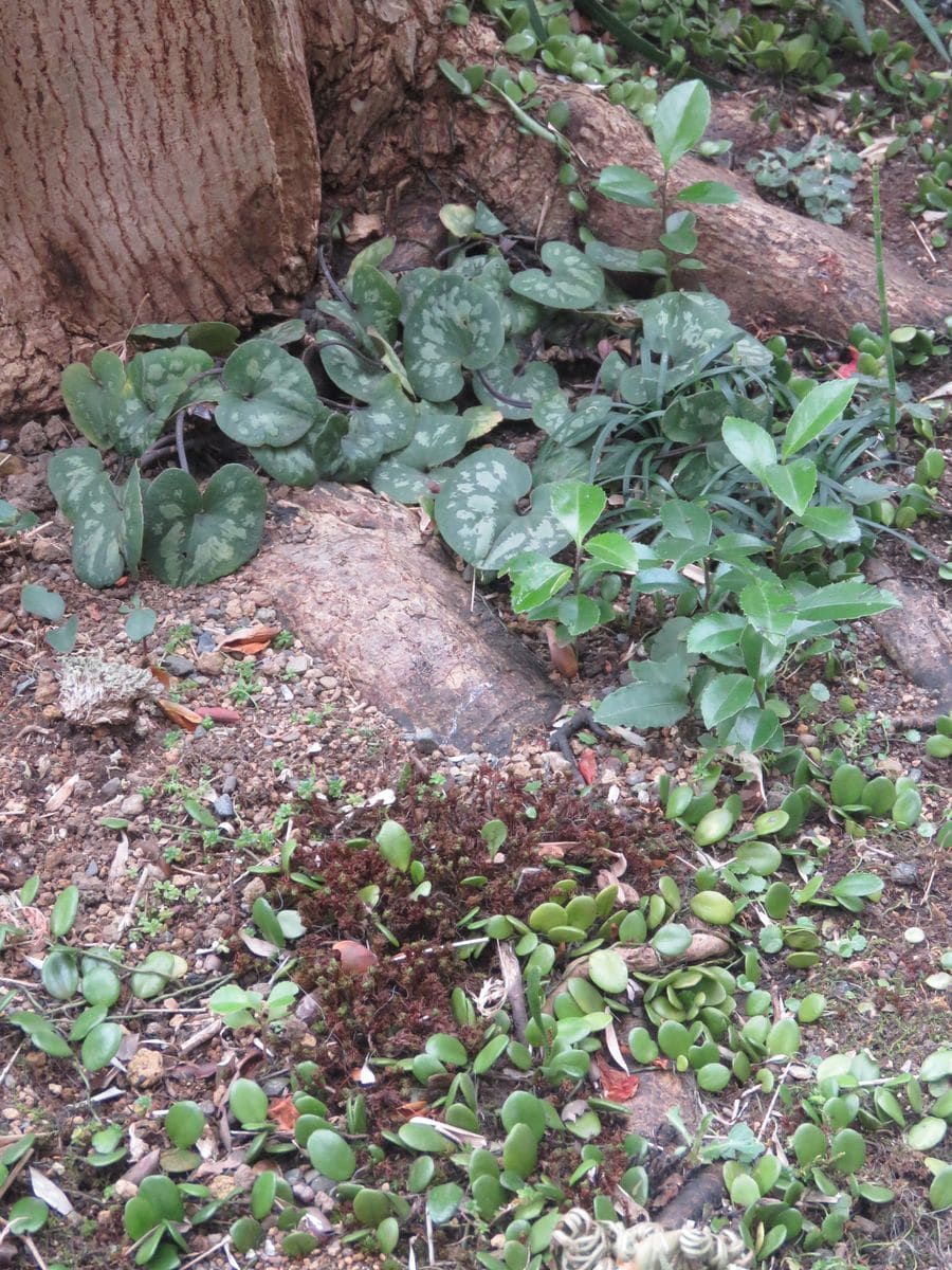 苔庭・冬なお青い植物