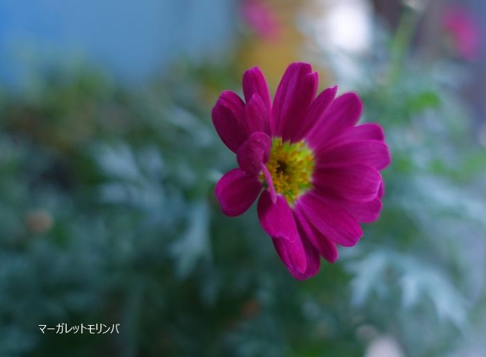 小さき花たち