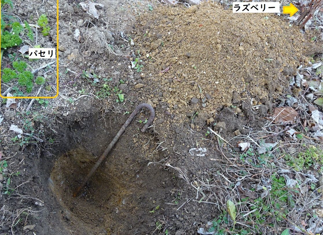 ラズベリーの支柱の移設