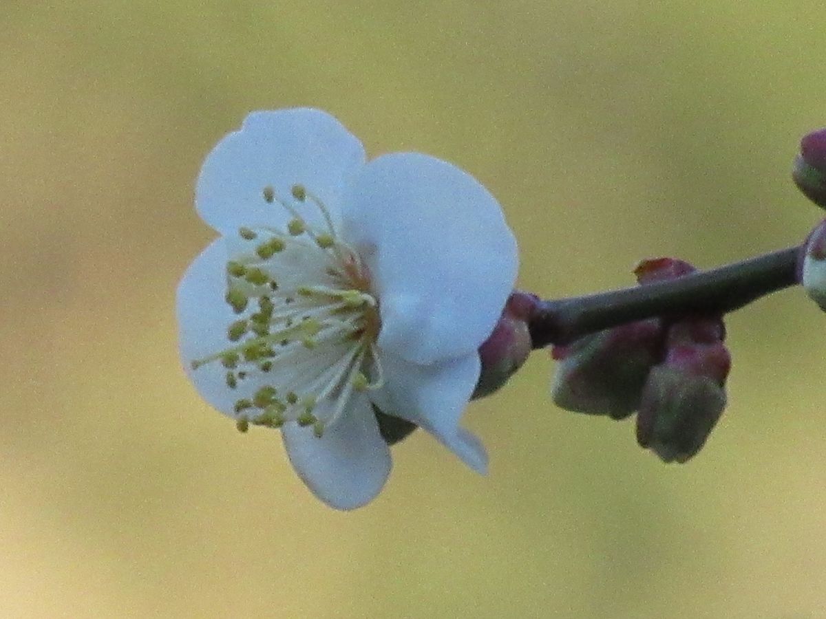 由愛(ゆめ)の花日記♪