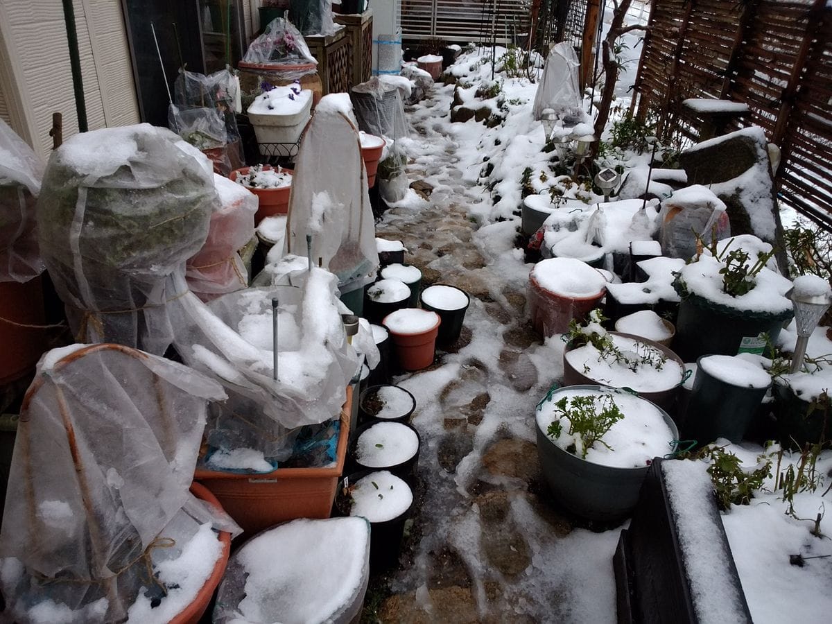 お天気は雪