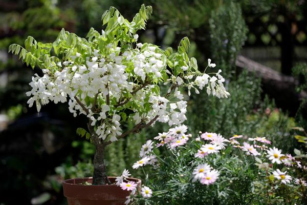 藤　開花