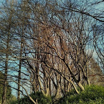 冬の葛飾区水元公園