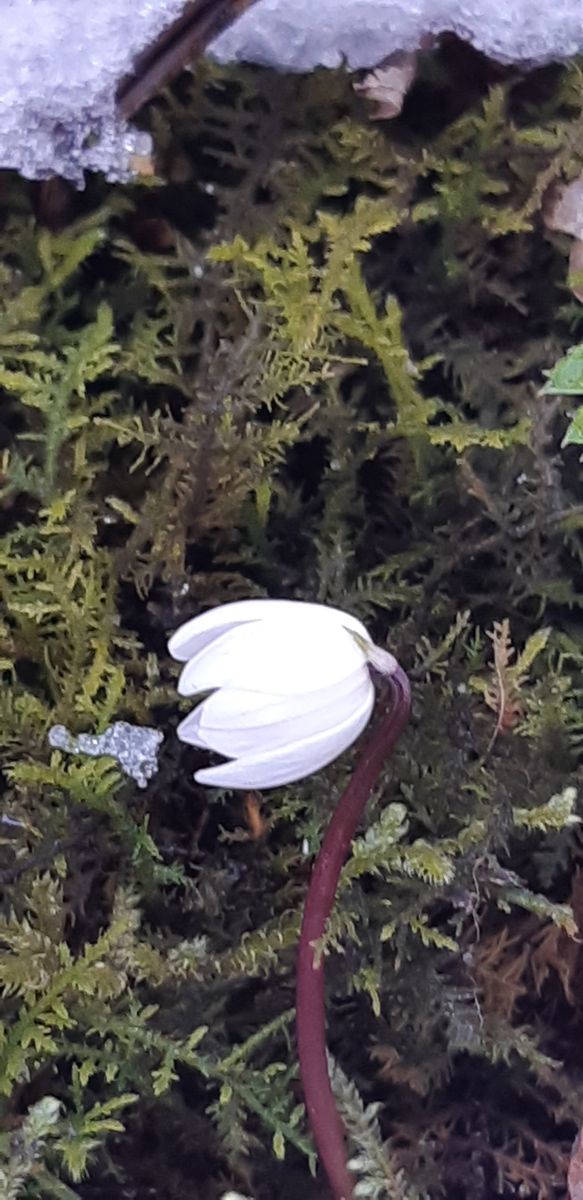 今日の小さな苔庭から ❄️　1/18