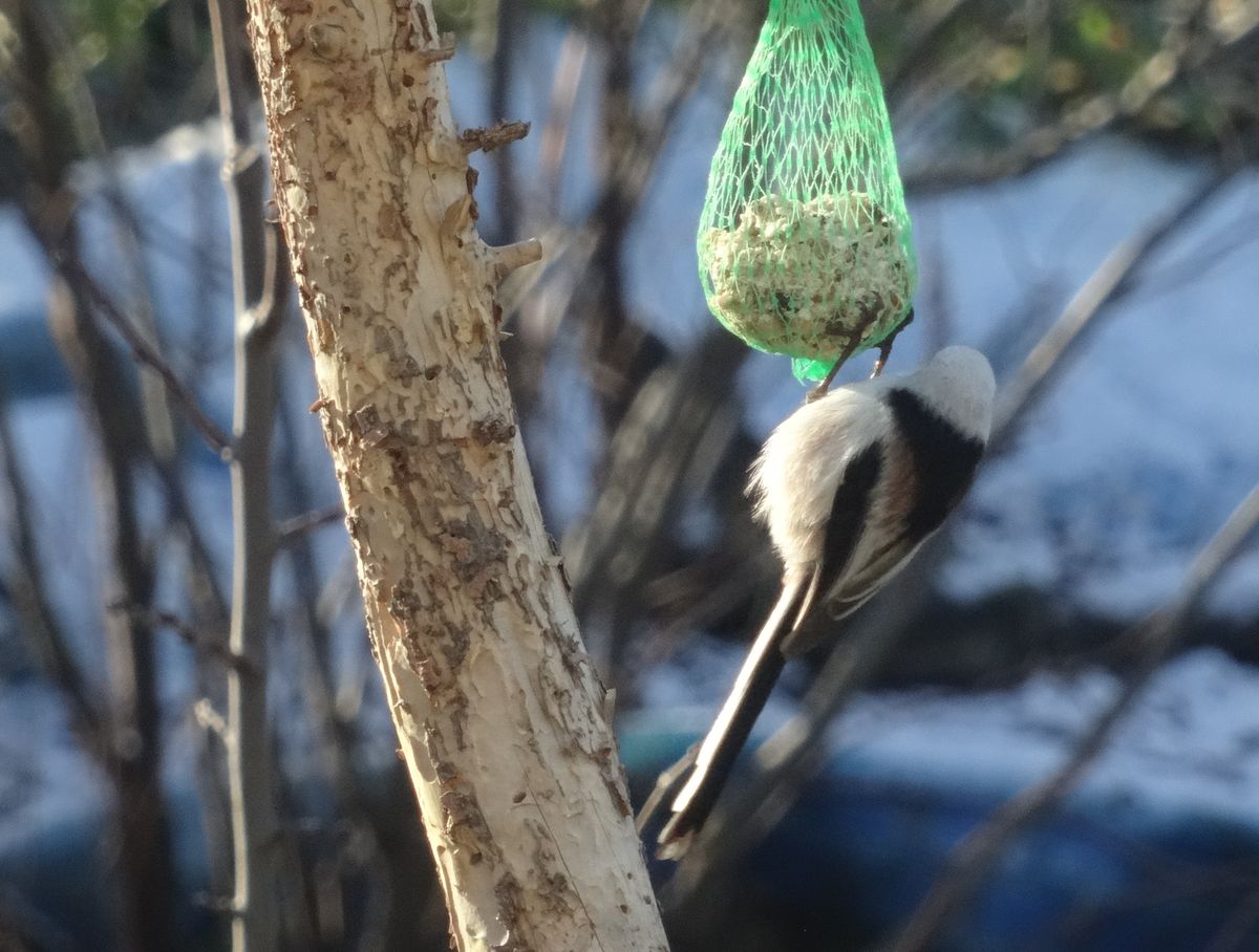 冬の鳥たち