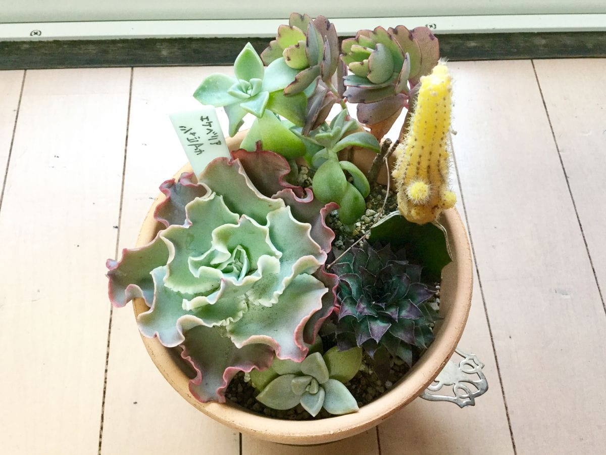 多肉、サボテンの寄せ植え仕立て直し🌵