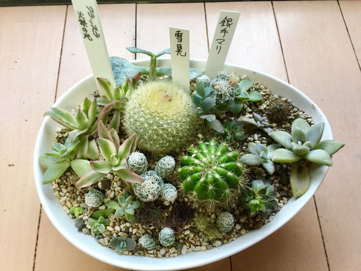 多肉、サボテンの寄せ植え仕立て直し🌵