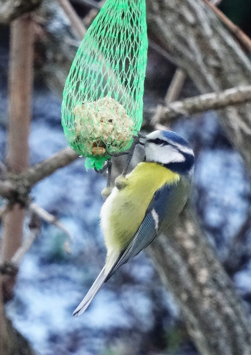 冬の鳥たち　２