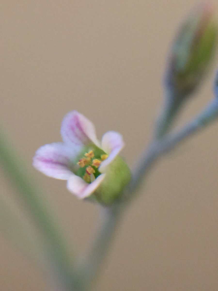 フミリスの小さな花🌸