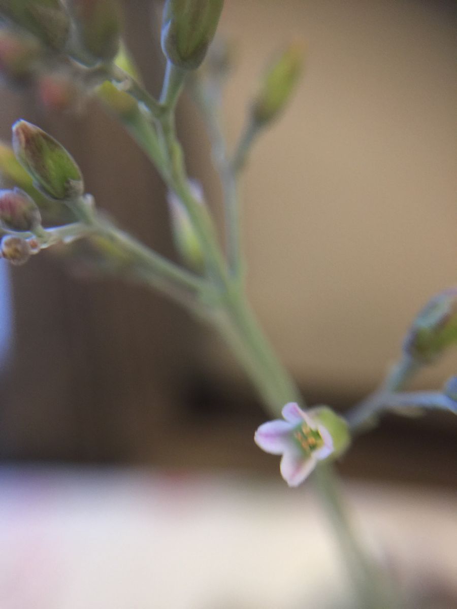 フミリスの小さな花🌸