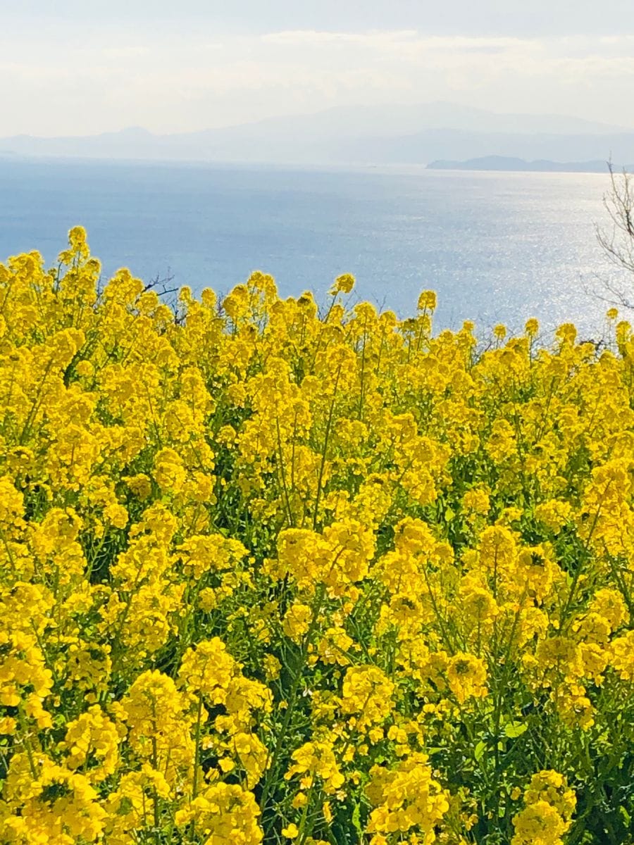 吾妻山公園 菜の花ウォッチング🎵