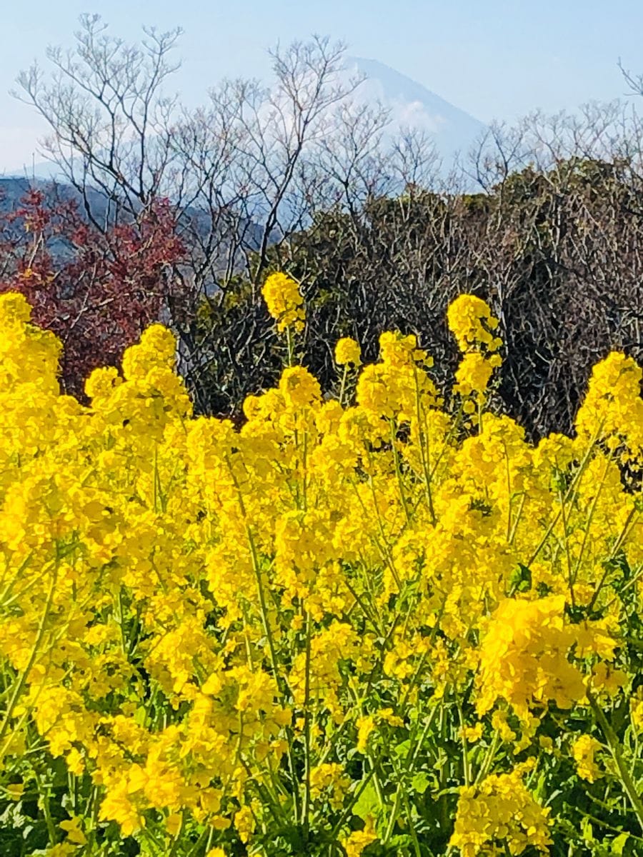 吾妻山公園 菜の花ウォッチング🎵