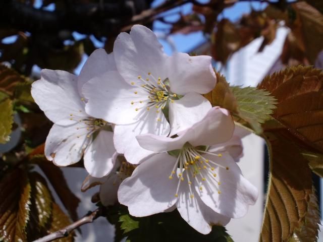 庭の桜