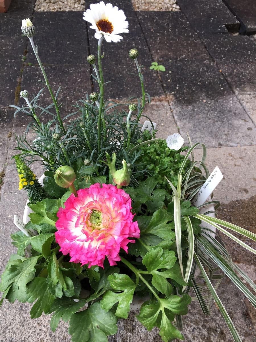 雨☂️の寄せ植え