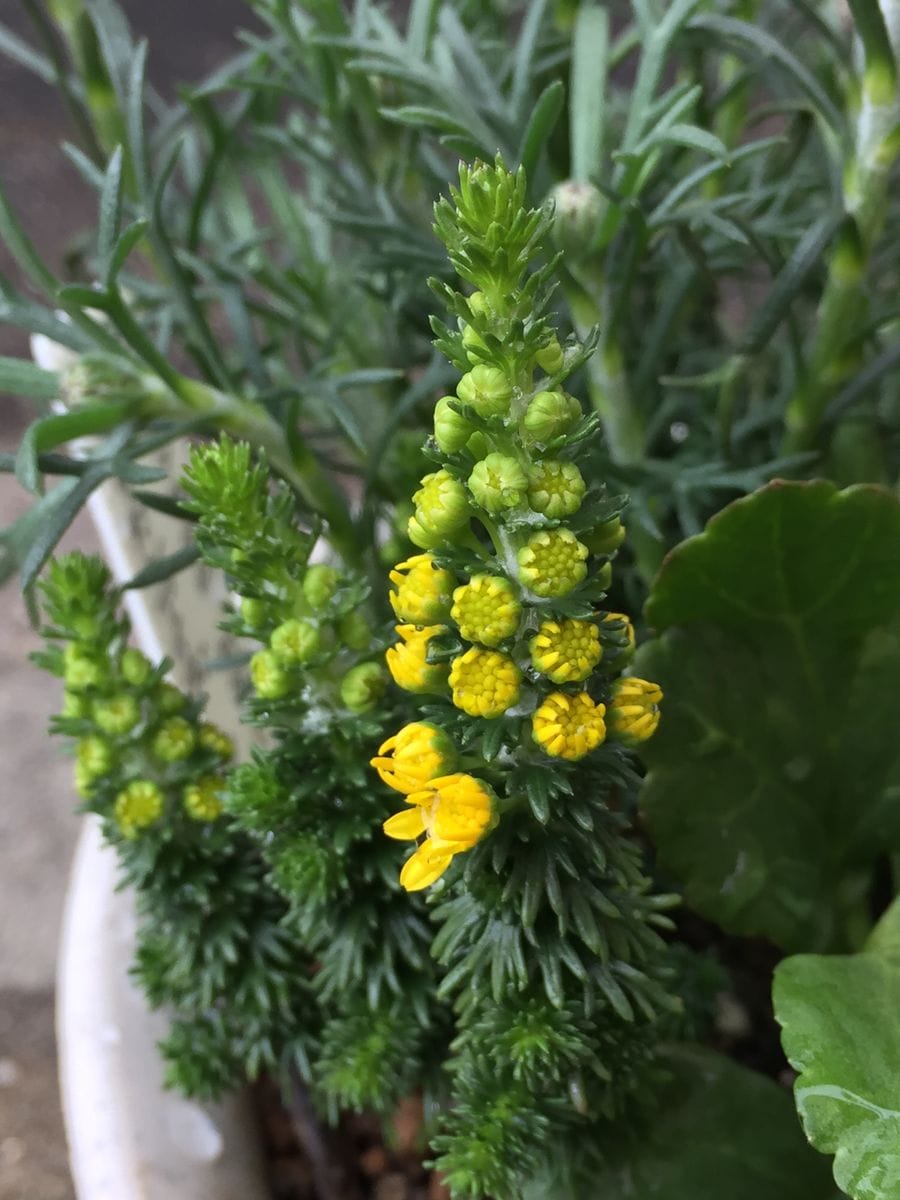 雨☂️の寄せ植え