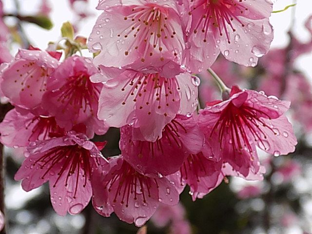 寒緋桜（島南部）