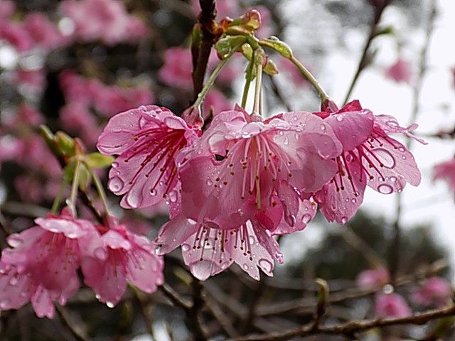 寒緋桜（島南部）