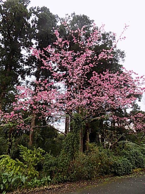 寒緋桜（島南部）