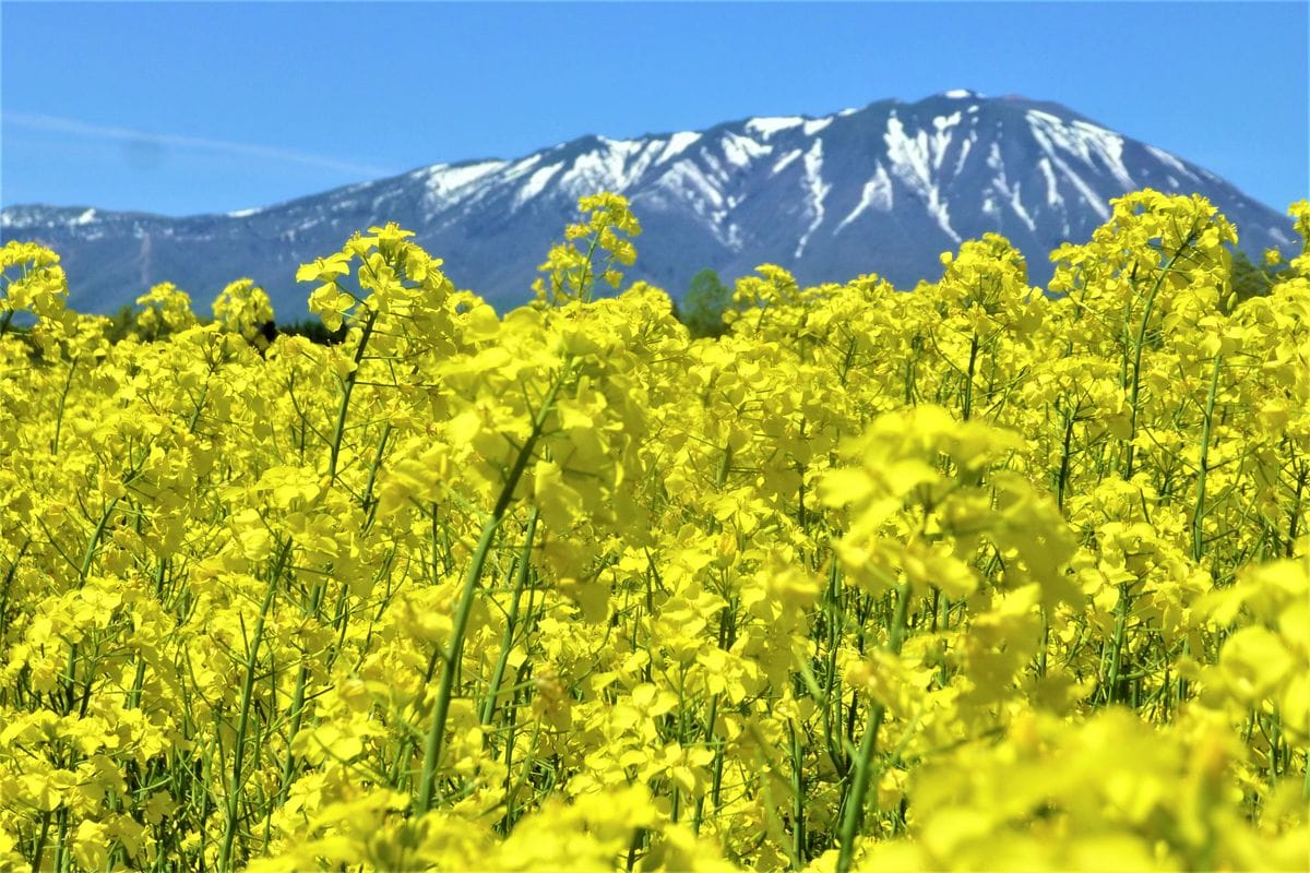 わが心の岩手山（南部片富士・岩鷲山）Ⅱ