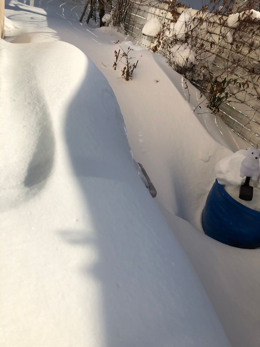 出窓の多肉と雪景色