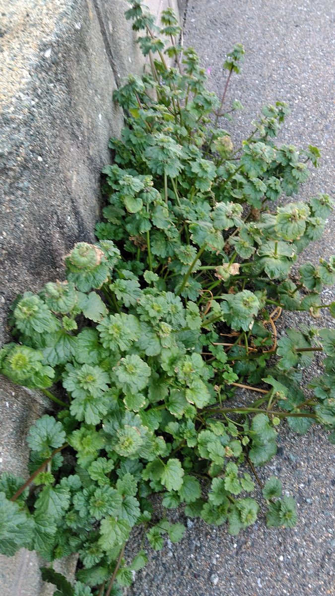 苺に花芽がついています❗