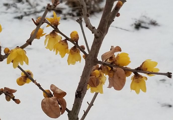 雪の朝→晴れ