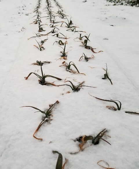 雪の朝→晴れ