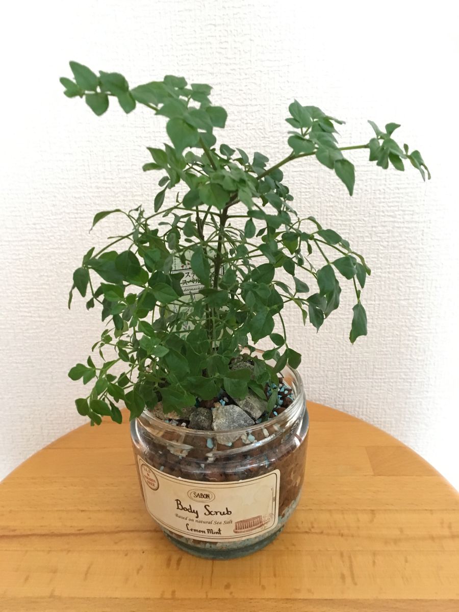 観葉植物の植え替えと多肉さんの日向ぼっこ