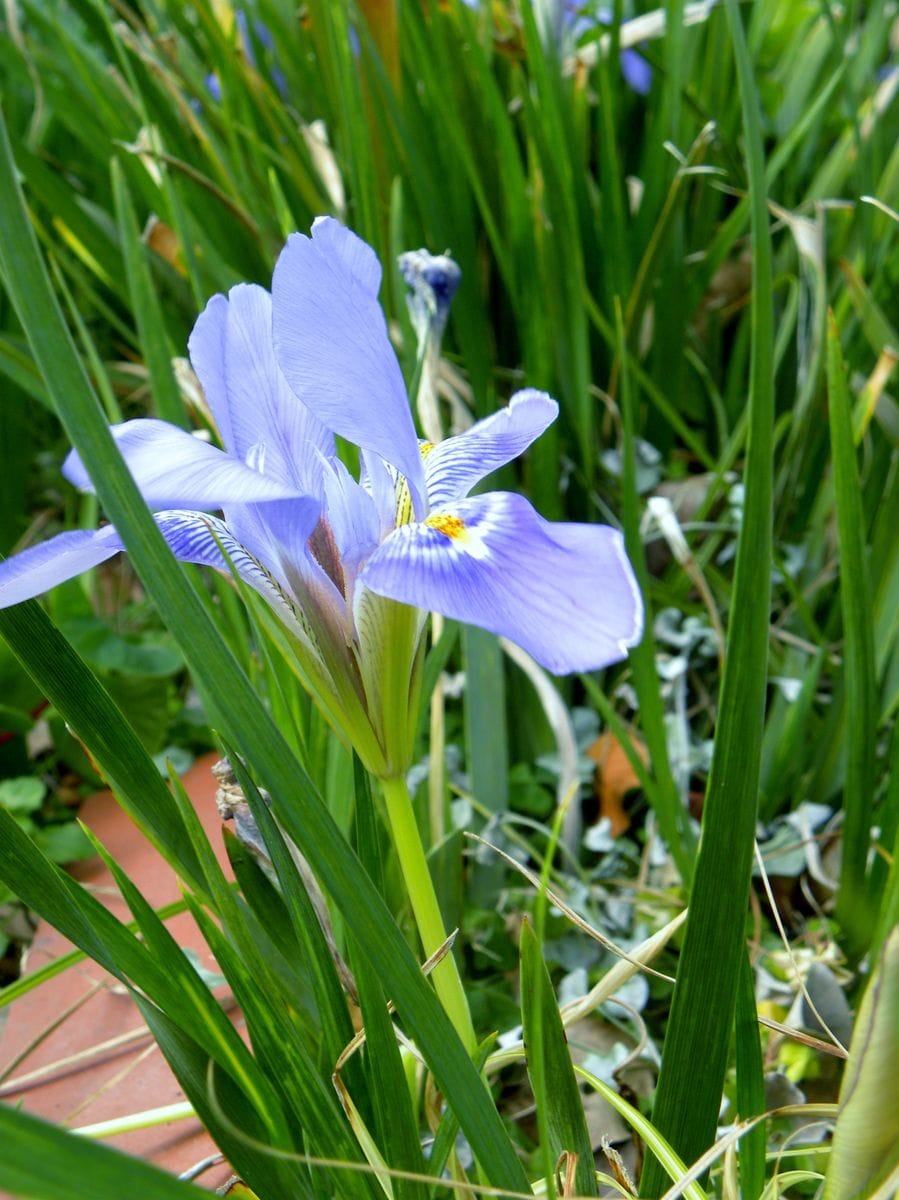 今日の花・・・