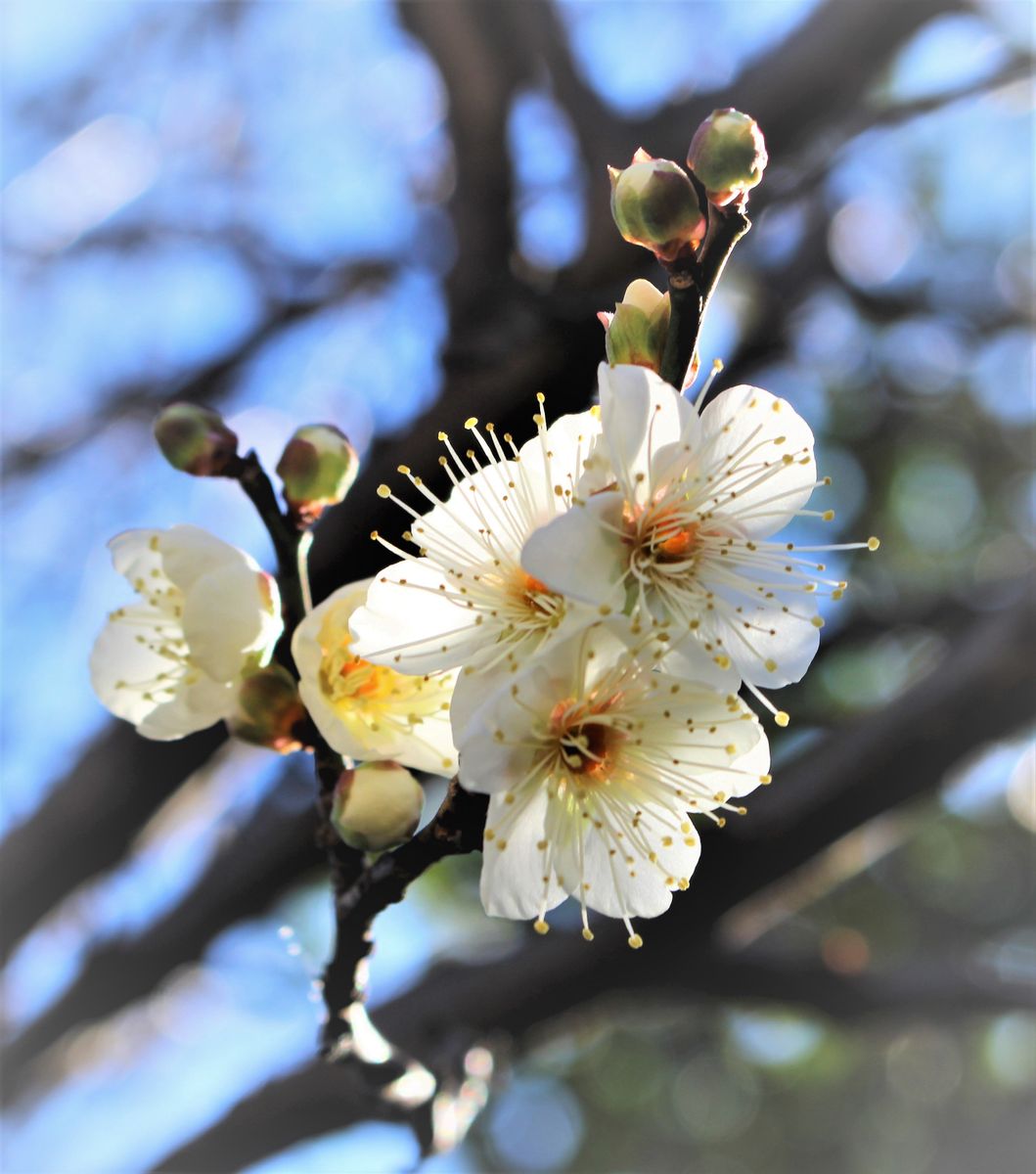 梅の花が次々と