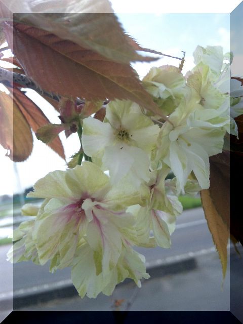 緑の桜が咲きました