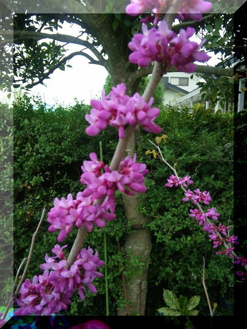 緑の桜が咲きました