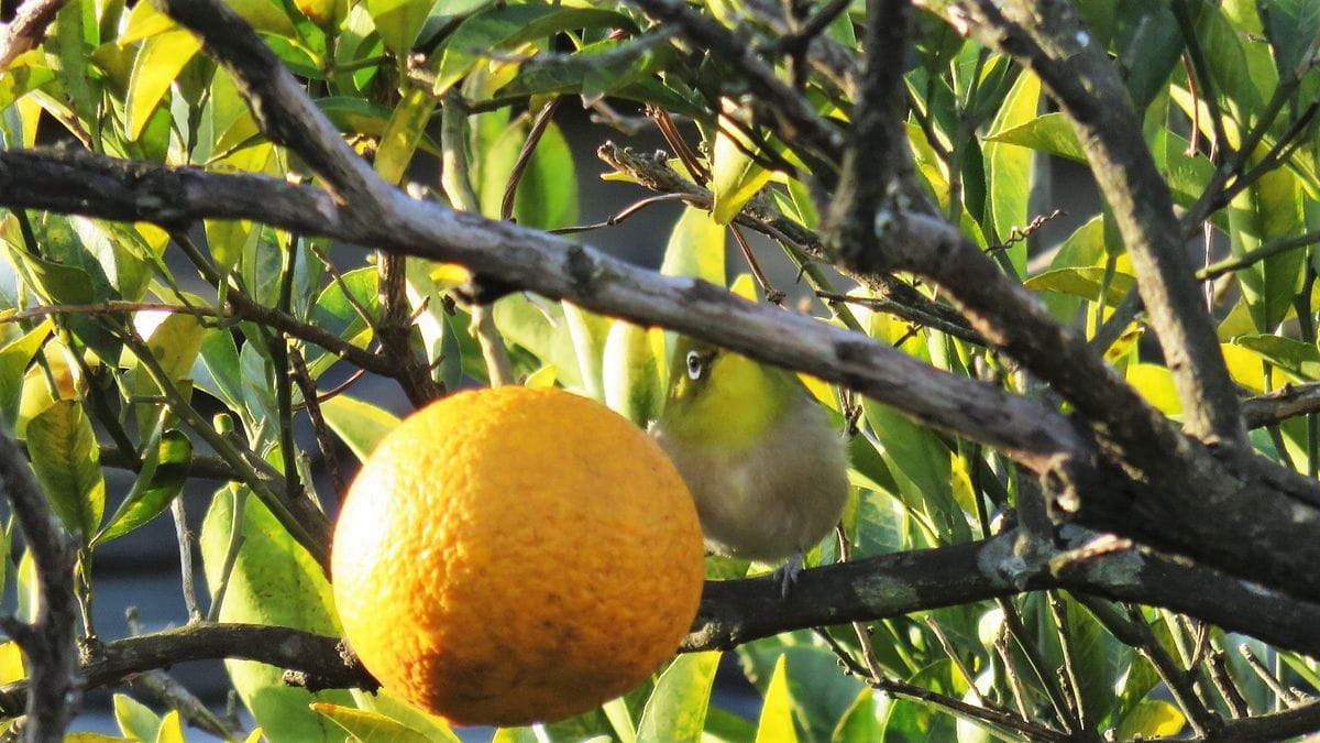 🐤隣の夏蜜柑の木が大騒ぎ～😊～🐤