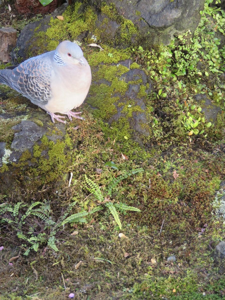 苔庭・カメラを持って…