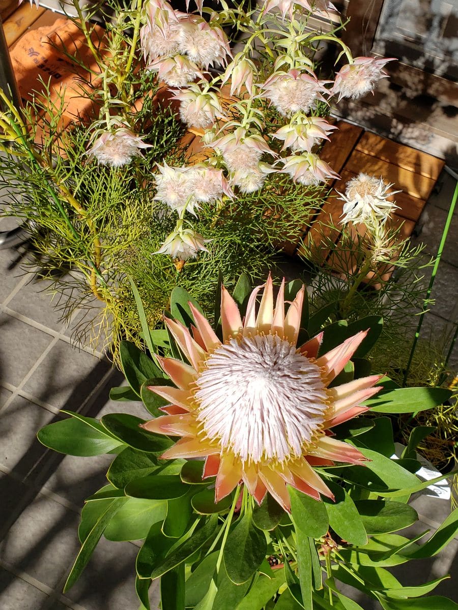 花なし☆エキシミア☆プロテア  苗　オージープランツ　観葉植物　大株