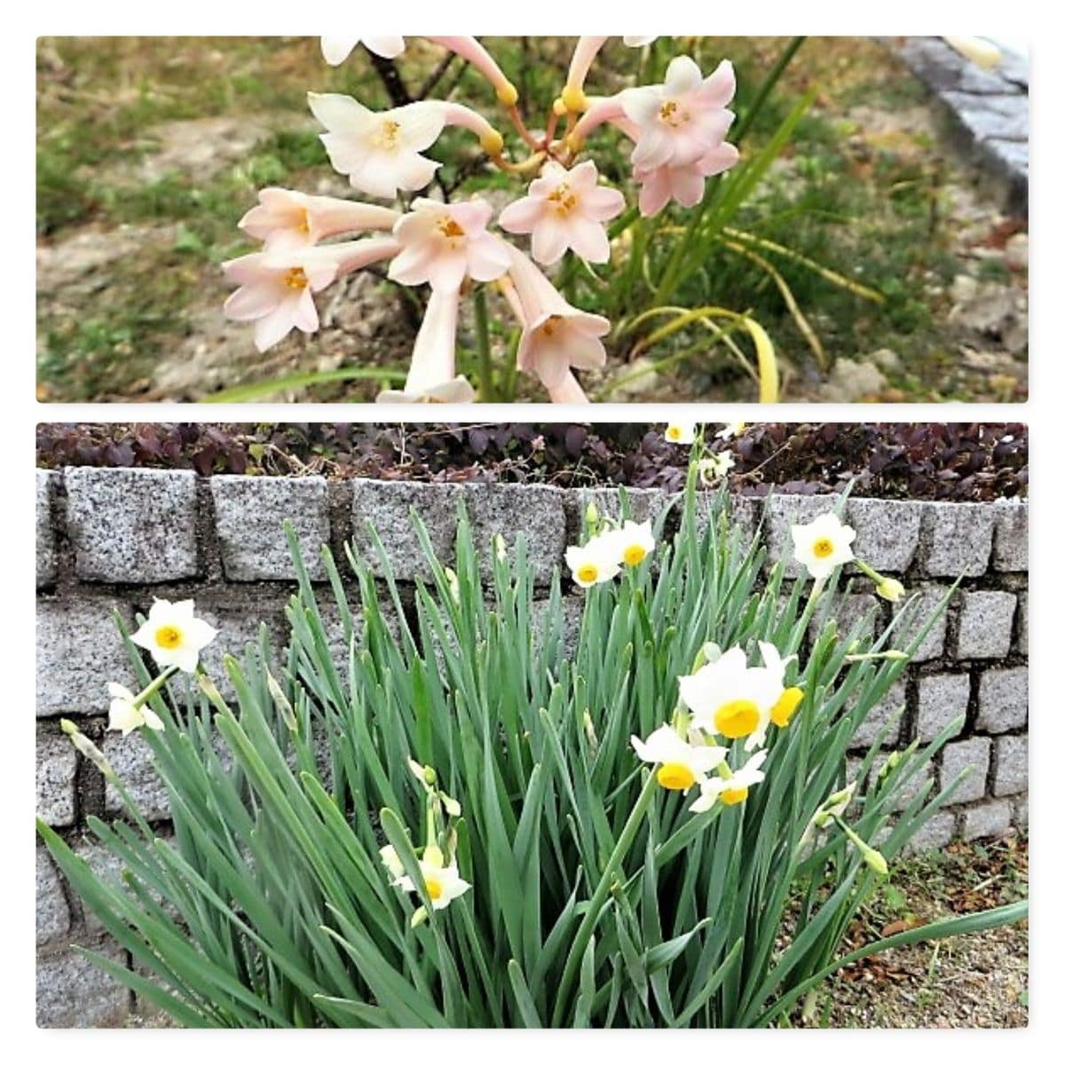 今日の花達