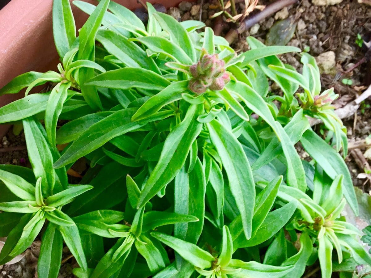 養成中の花