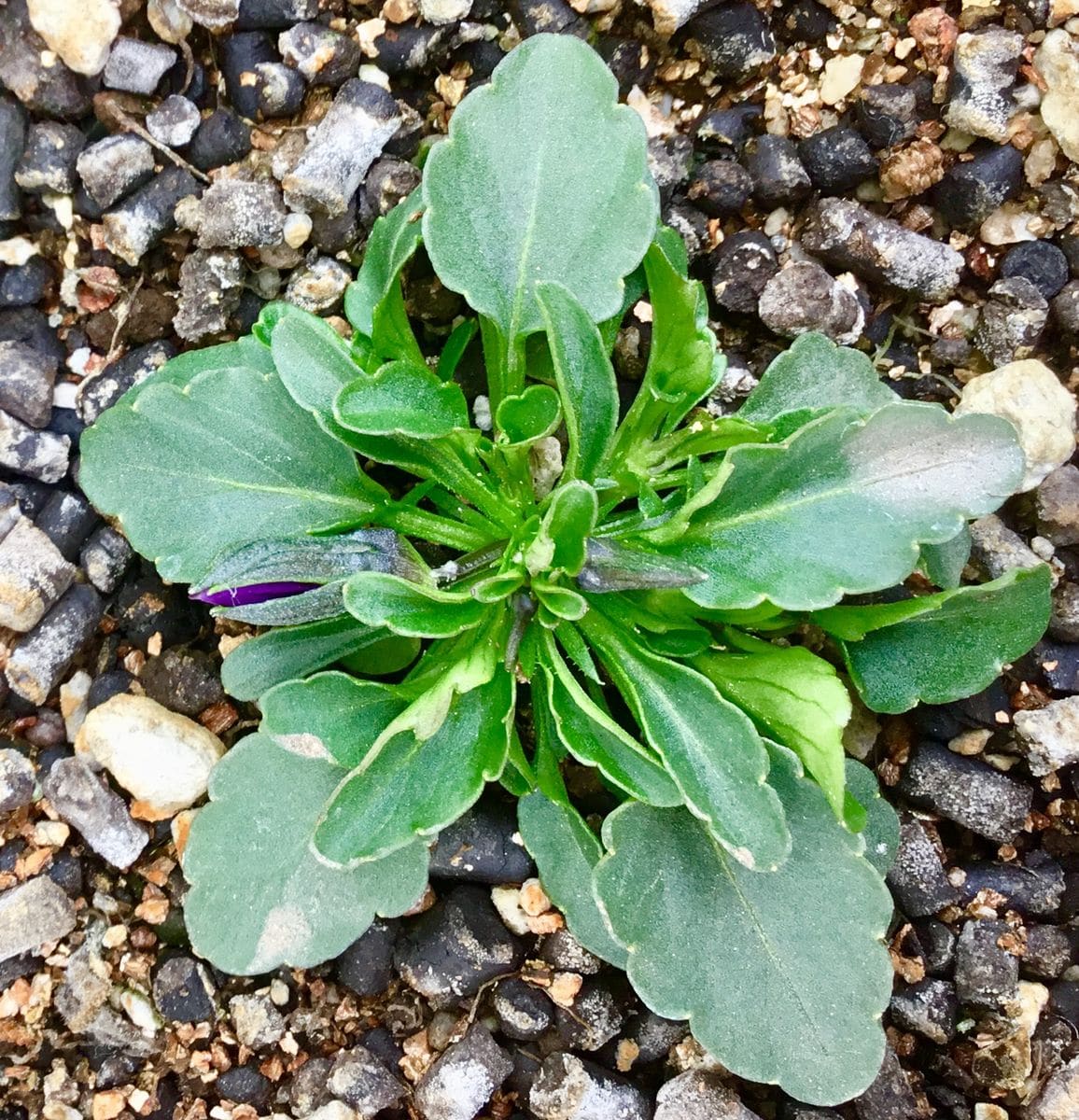 養成中の花