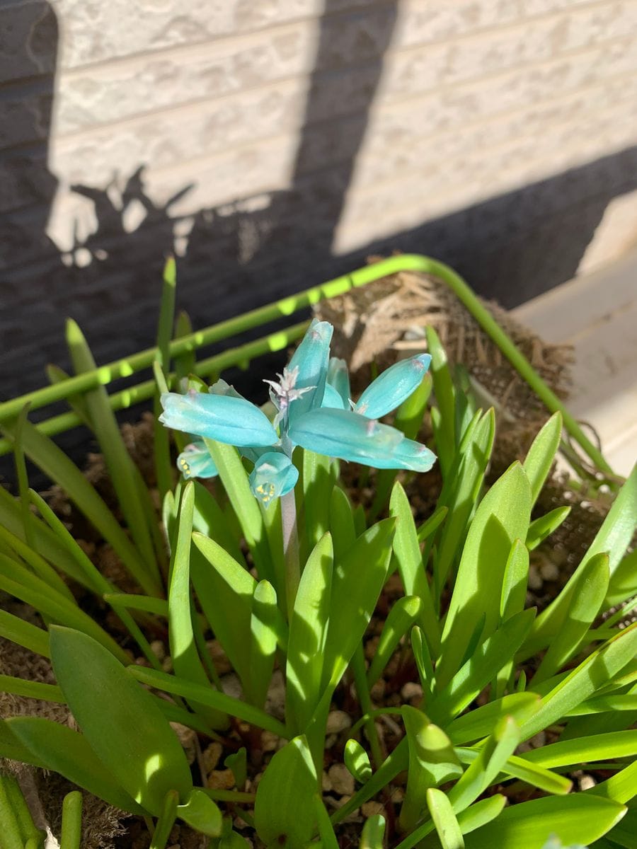 まだまだ植え替え