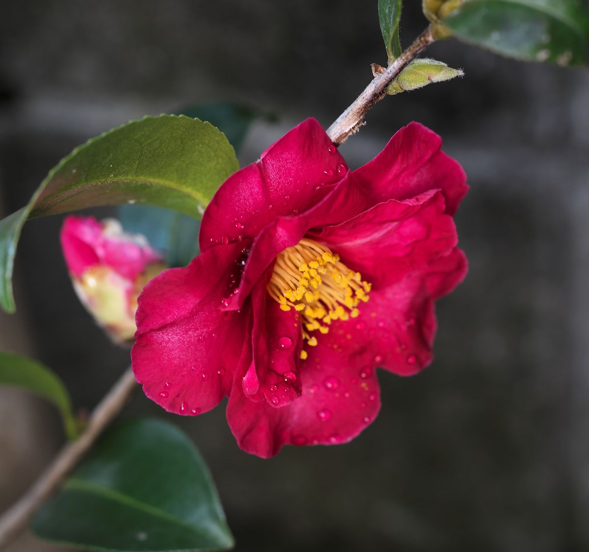 アボガド発芽に山茶花