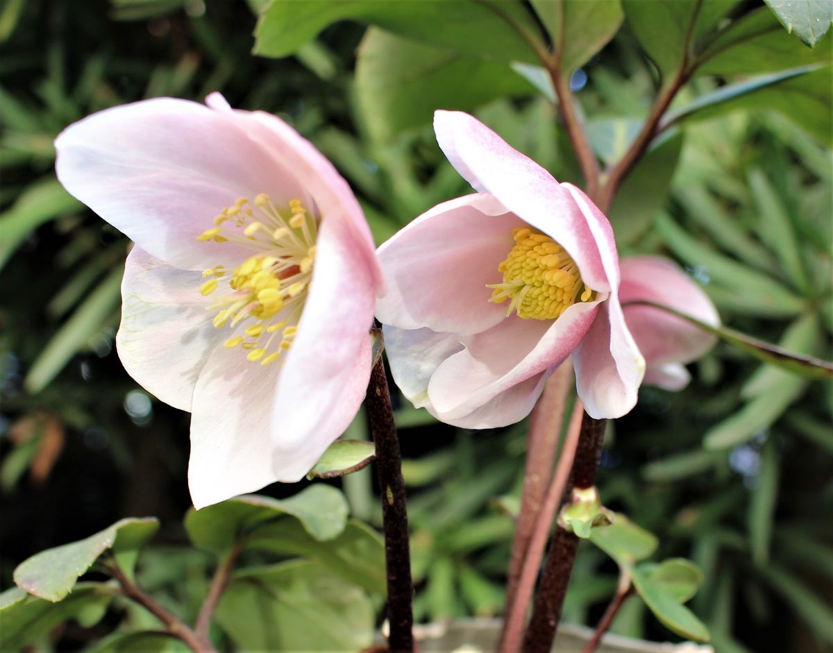 二つめの花が咲いた