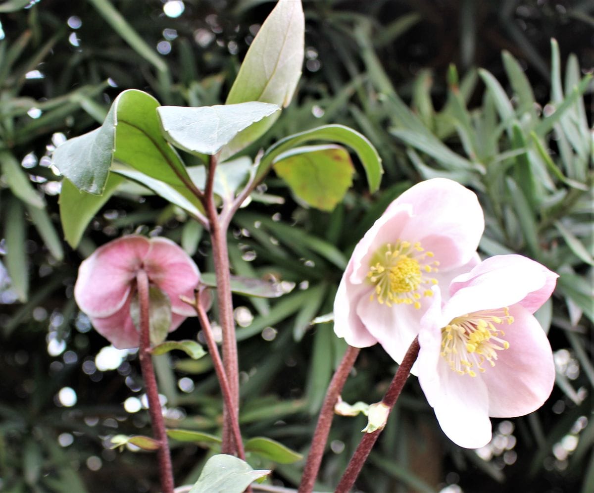 二つめの花が咲いた