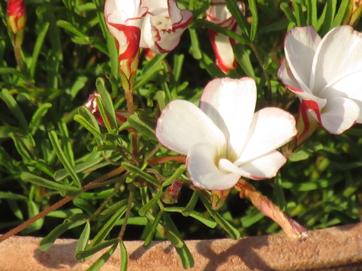 由愛(ゆめ)の花日記♪